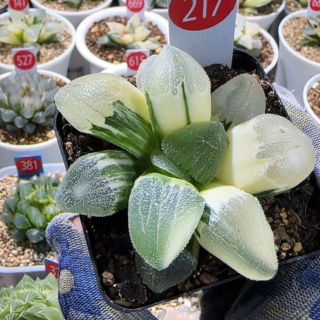 217号蓝光巨大化 8 厘米左右一物一拍带盆发货