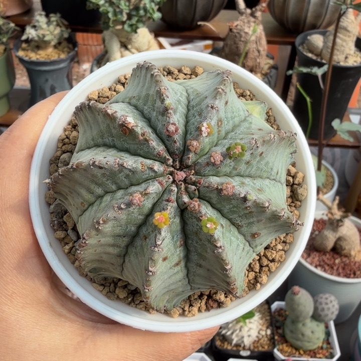 白衣魁伟玉(满28包邮)