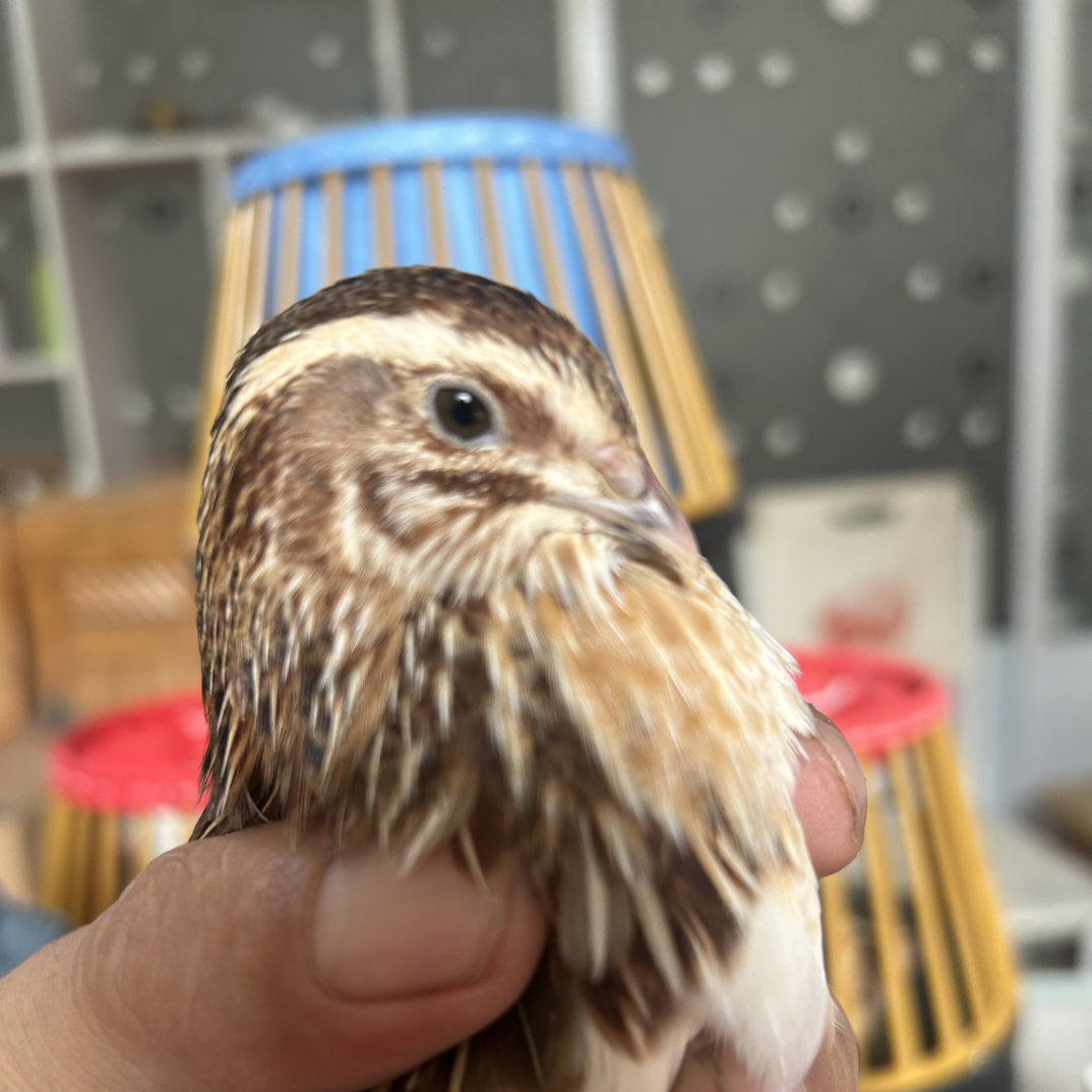 老王斗鹌鹑精品出笼地鹌鹑