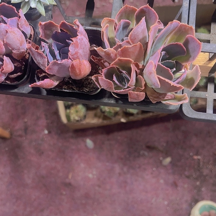 晚霞之舞精品多肉植物