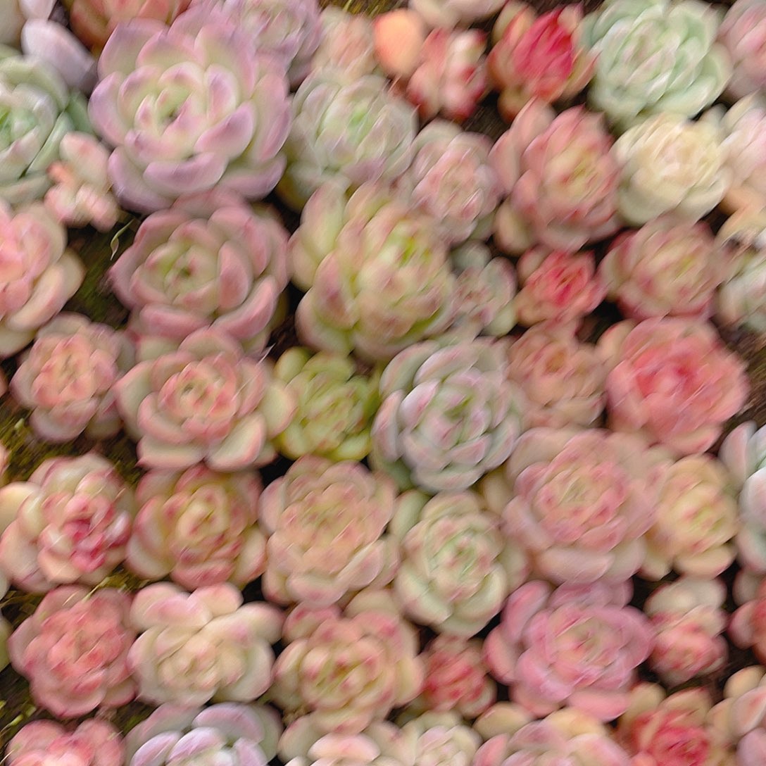 ，***n多肉植物多肉植物975