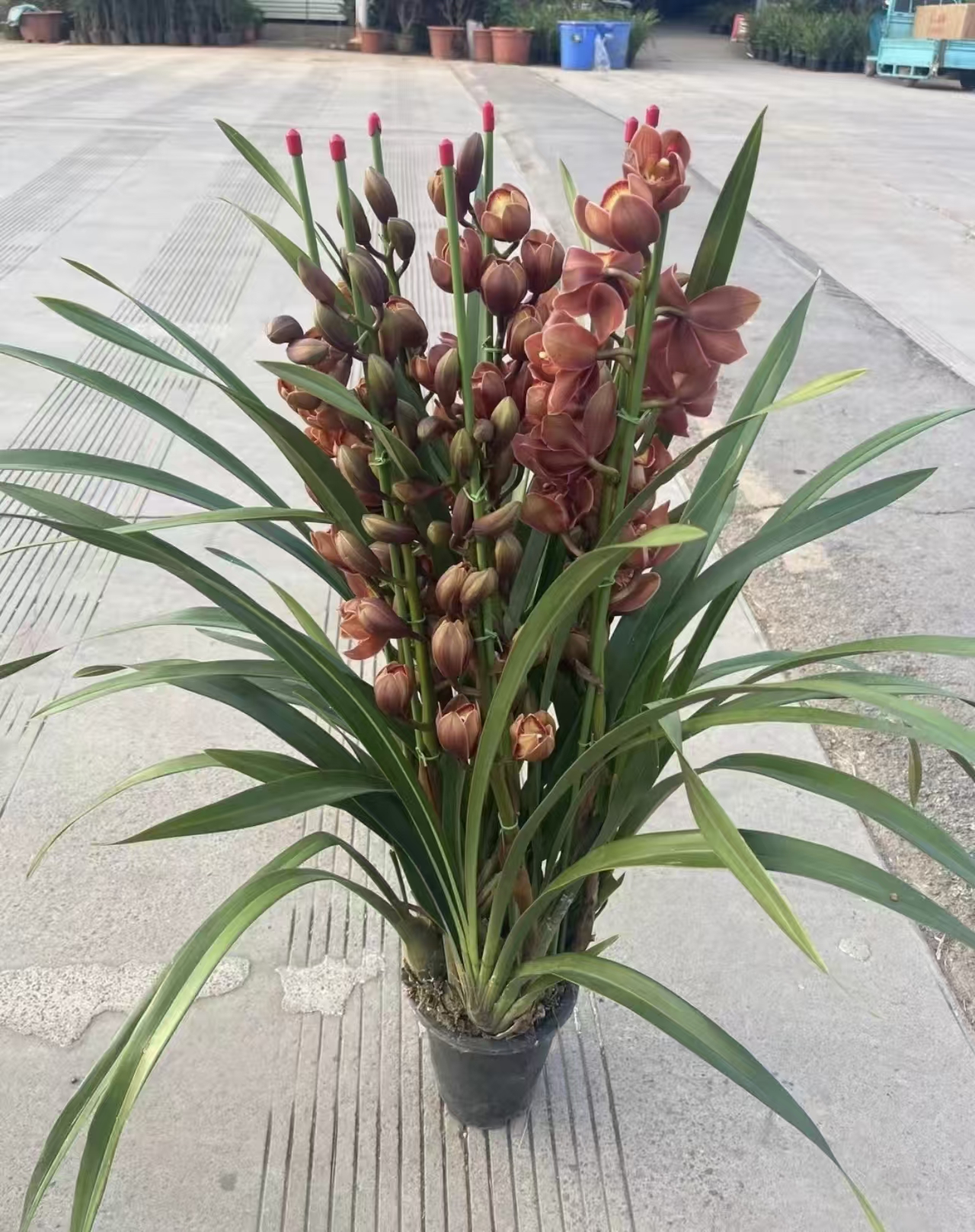 （大锤家的佛光）大花惠兰 年宵花室内外好养易活大花兰花盆栽