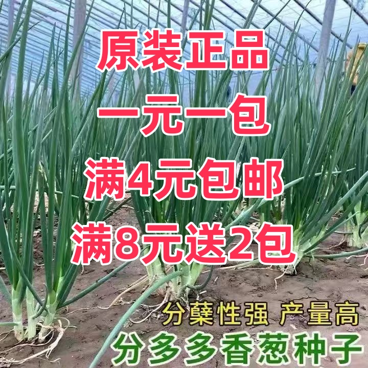 【满4元包邮】原装小分葱种子阳台四季室内盆栽葱家庭菜种耐寒蔬菜