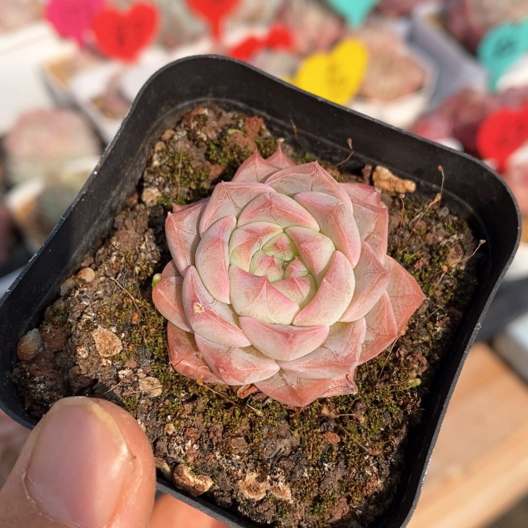 精品多肉一物一拍不包整62