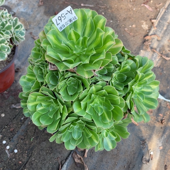 567琉璃多肉123456789