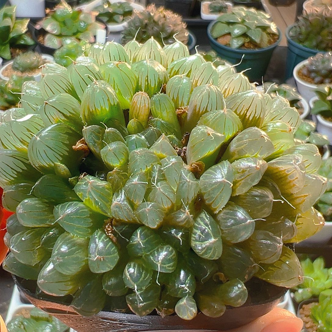5244玉露多肉植物一颗