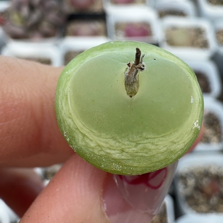 老马生石花1.7拉登母本2814