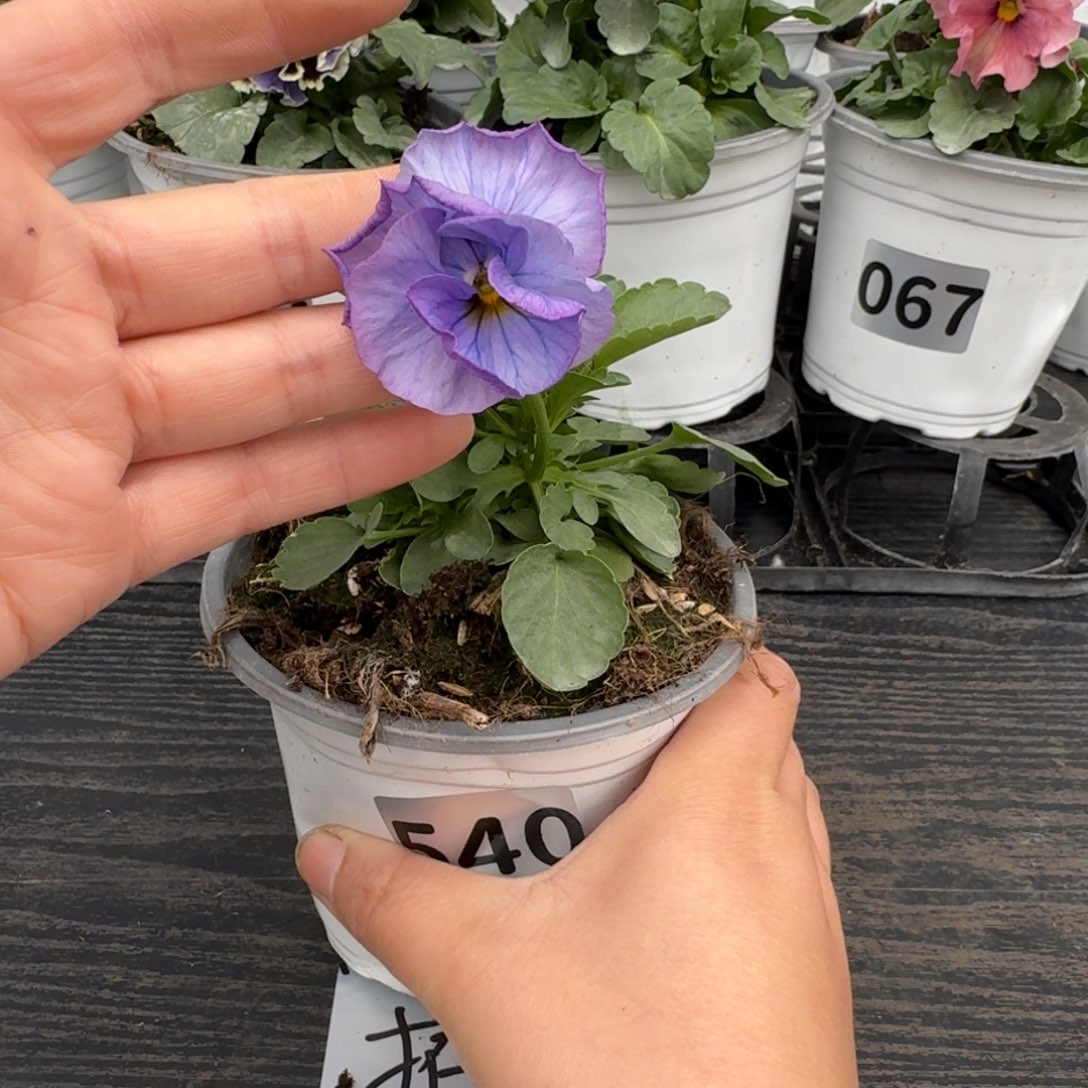 全部花朵540号神户蓝