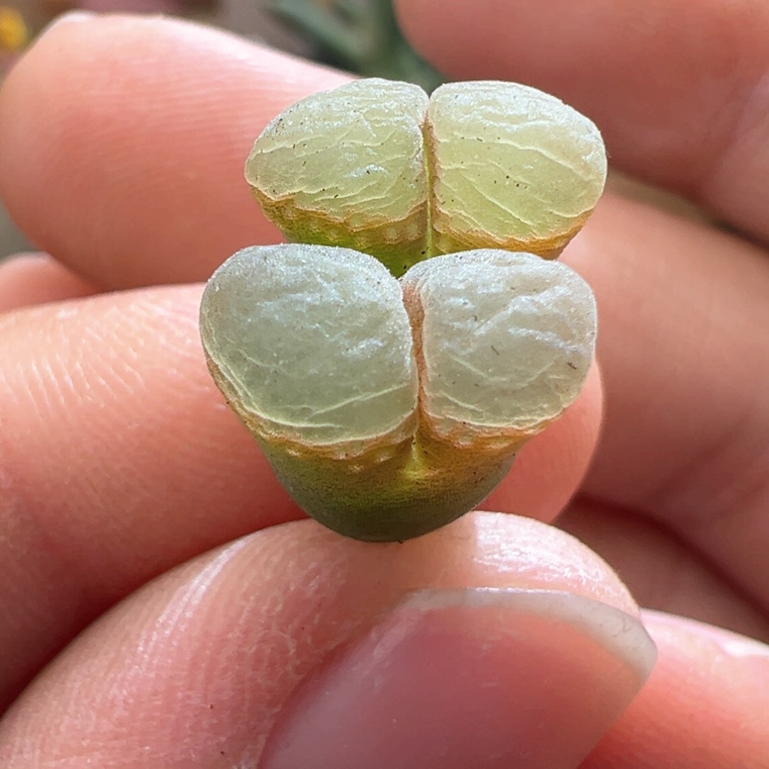 377。1453.9樱花风铃。小福利