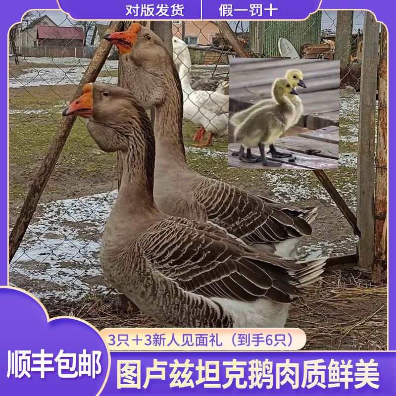 图卢兹坦克鹅肉质鲜美