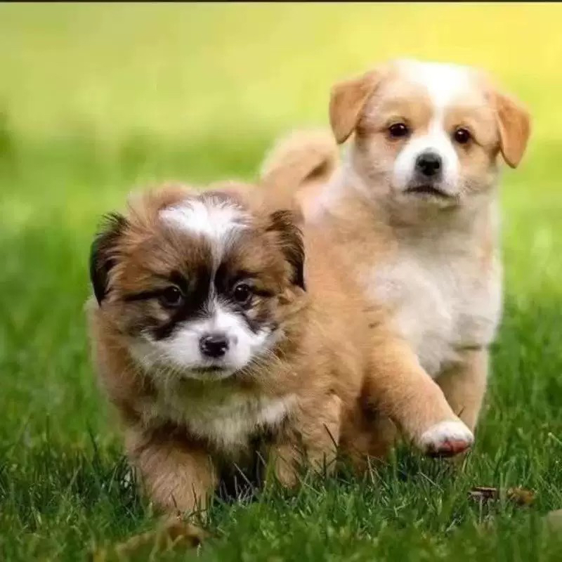 田园小花狗长不大小体短毛随机盲盒田园犬幼犬