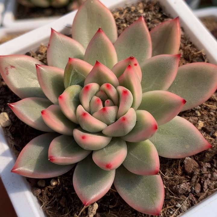 绿宝石锦锦上园艺一物一拍