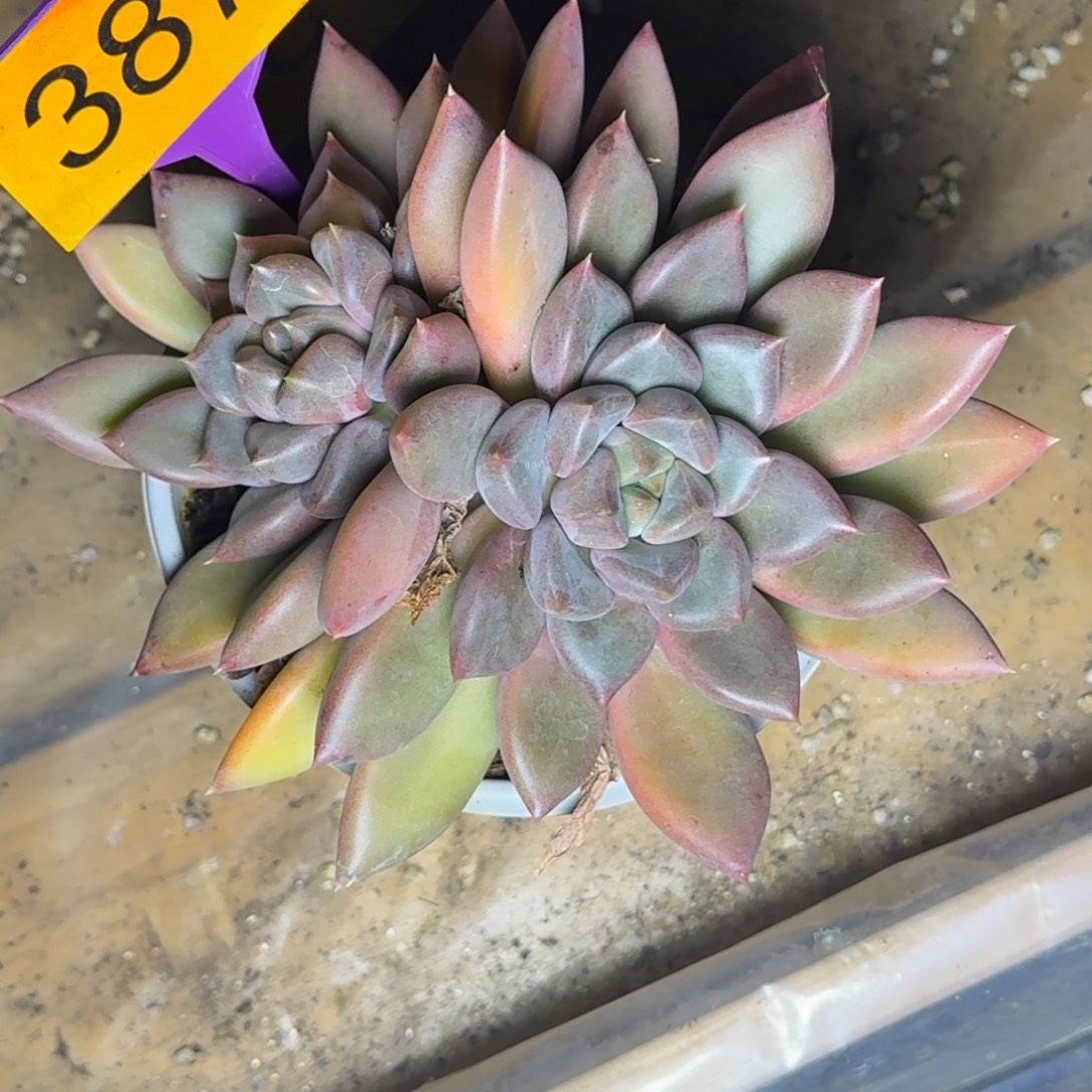 茶***星多肉植物一物一拍387