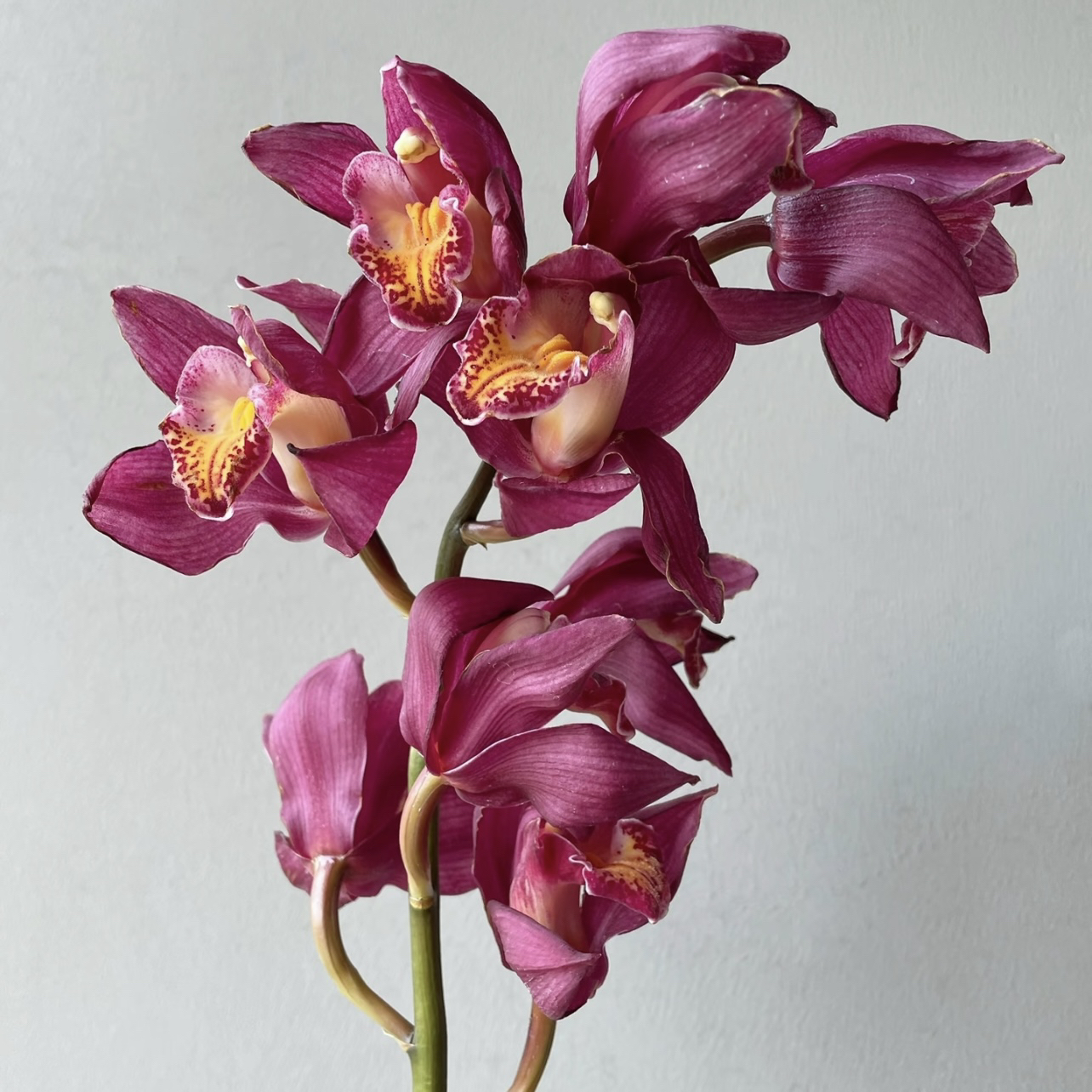 红梅大花蕙兰盆栽室内花卉新宠好养四季开花花卉发货快