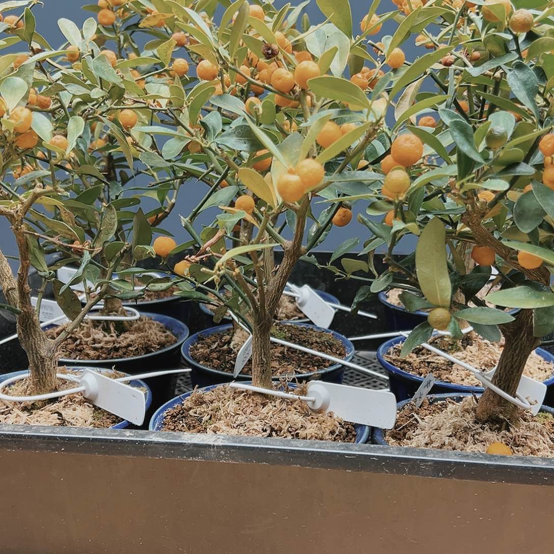 盆景皋月杜鹃7985盛***?