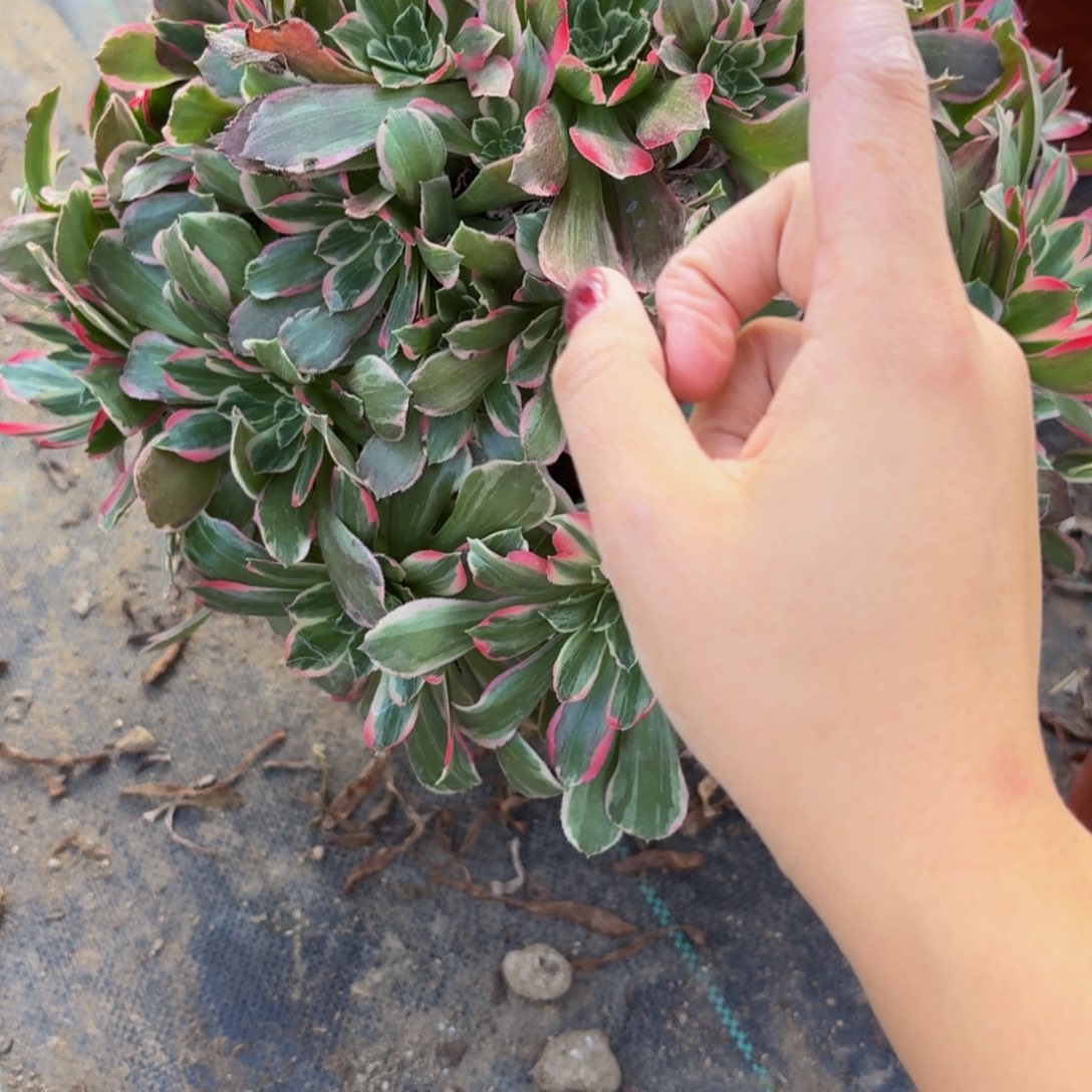316多肉植物捧花的
