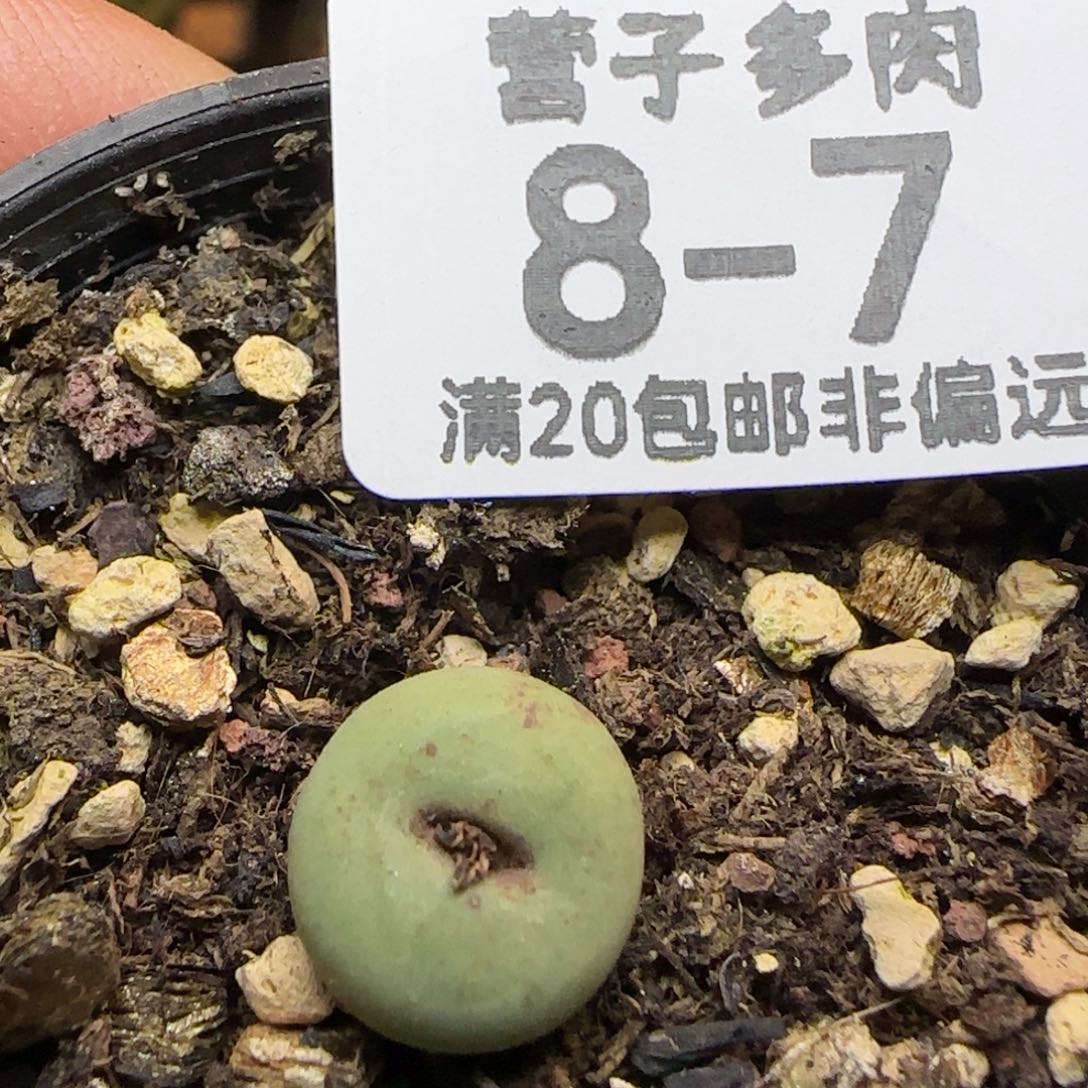 贝特芬带盆土。