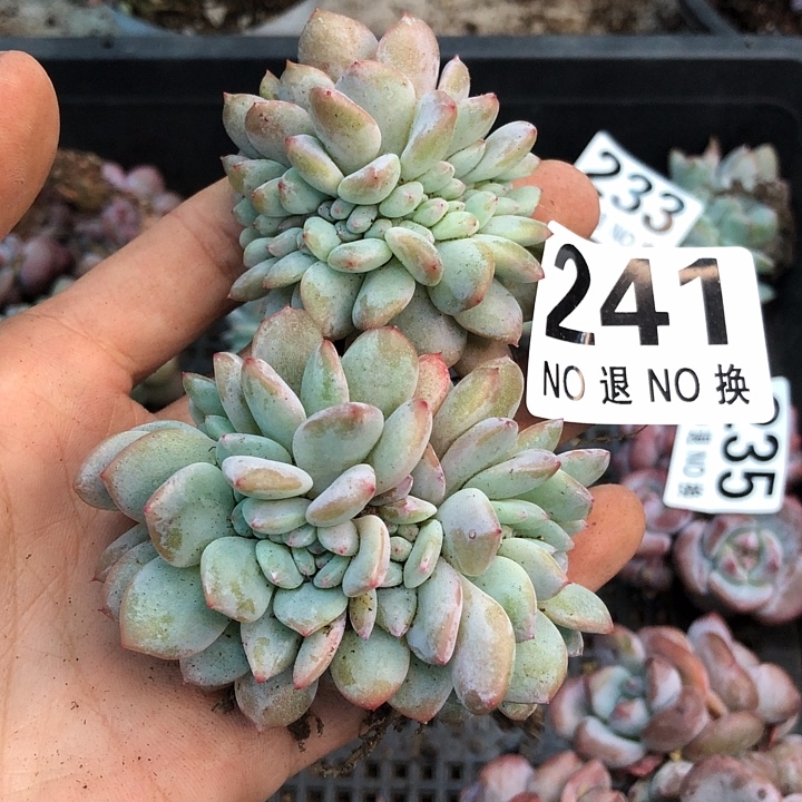 星影石榴籽福利出咯 241
