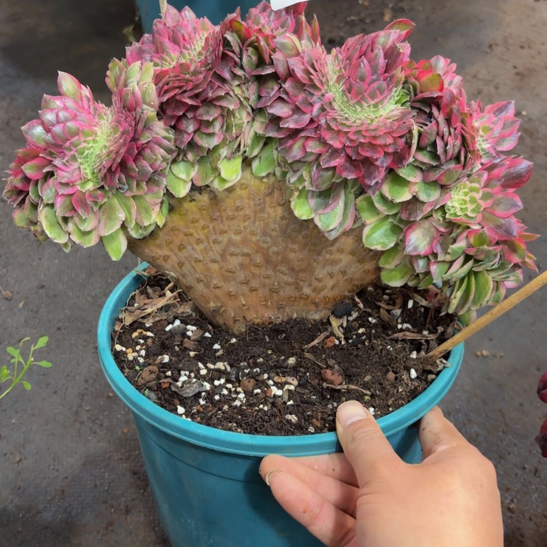 618多肉植物倾城缀