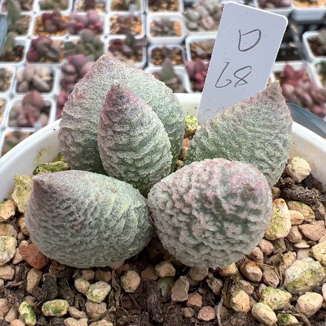 实生新品多肉植物水泡