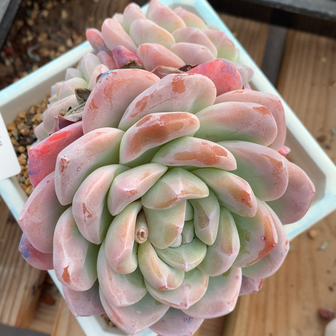 0214-23 冰玉老桩