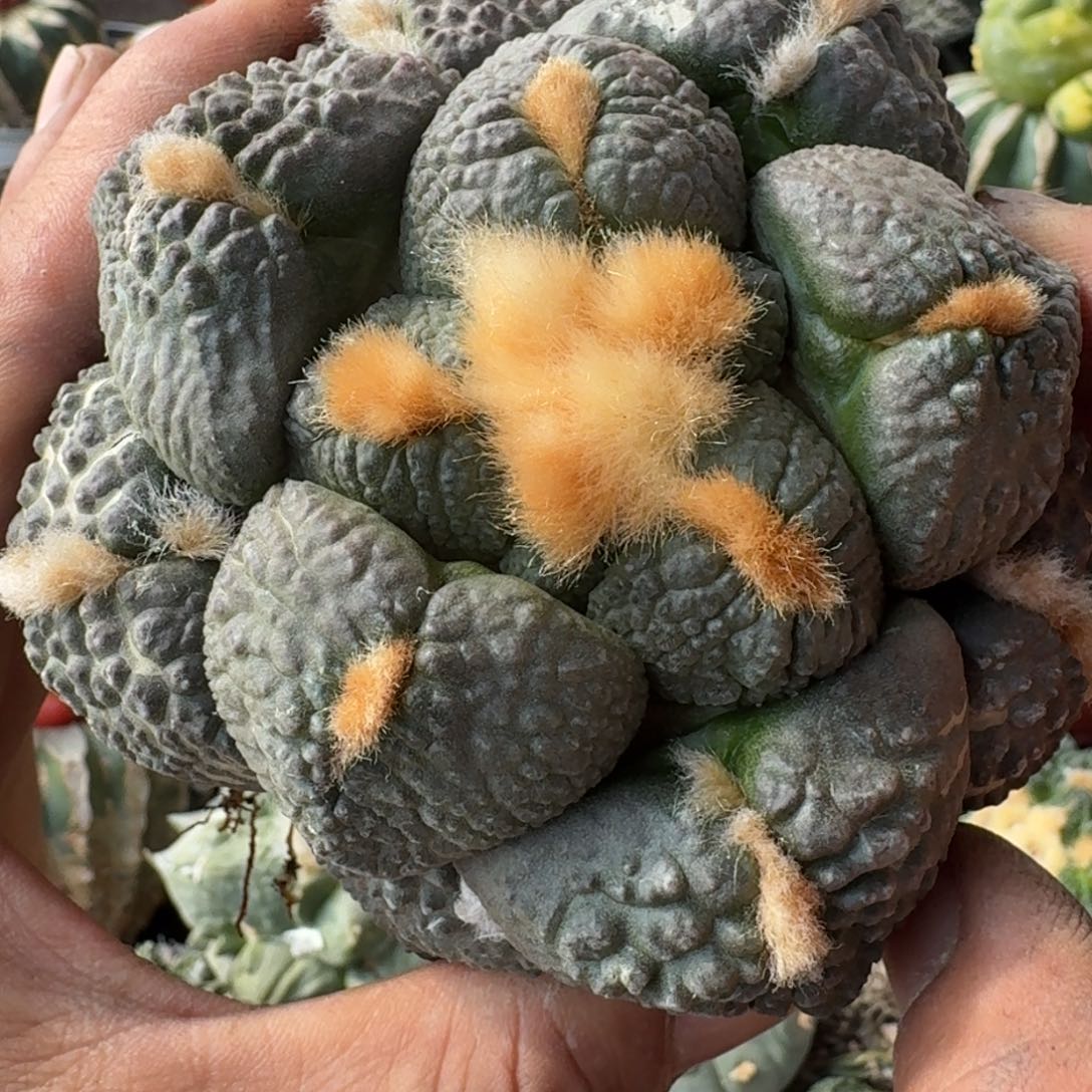 【闪购商品】萝卜根大尤连山8888