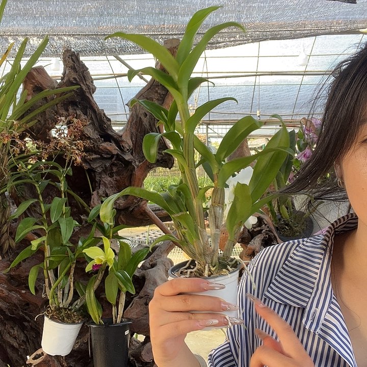 当前无花朵，栽培后可花朵1号秋石斛