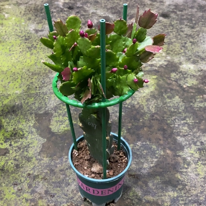 浮***萍AN037黄色重瓣蟹爪兰