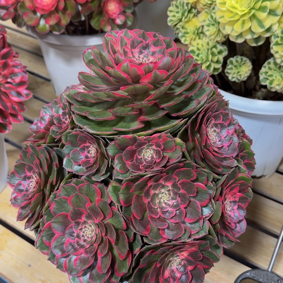 村***)粉花妖 物流 现付