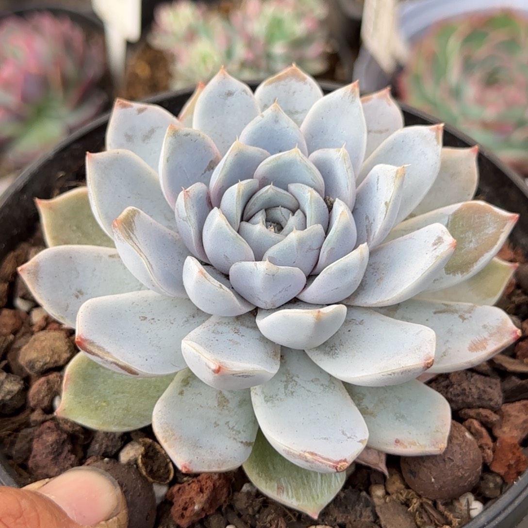 雪兔一物一拍包装收缩花旱