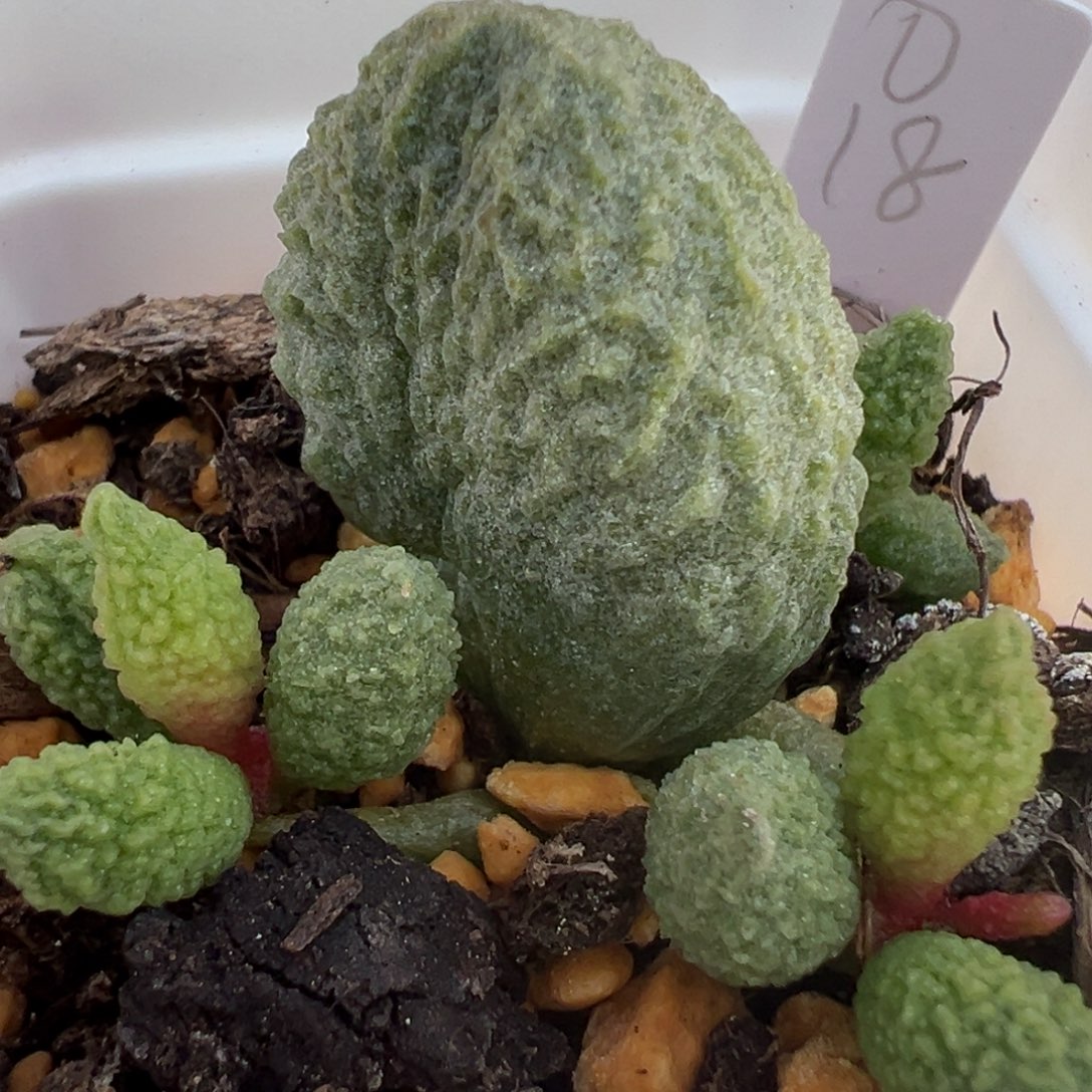 实生新品大苗多肉植物水泡多肉植物