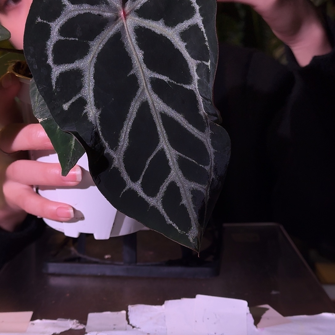 不开花植物H109天使之梦杂米歇尔