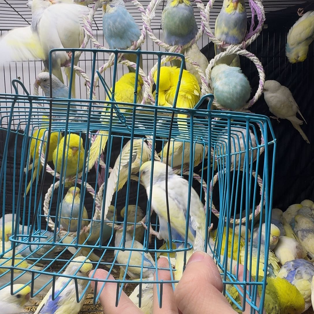 虎皮鹦鹉金彩一只