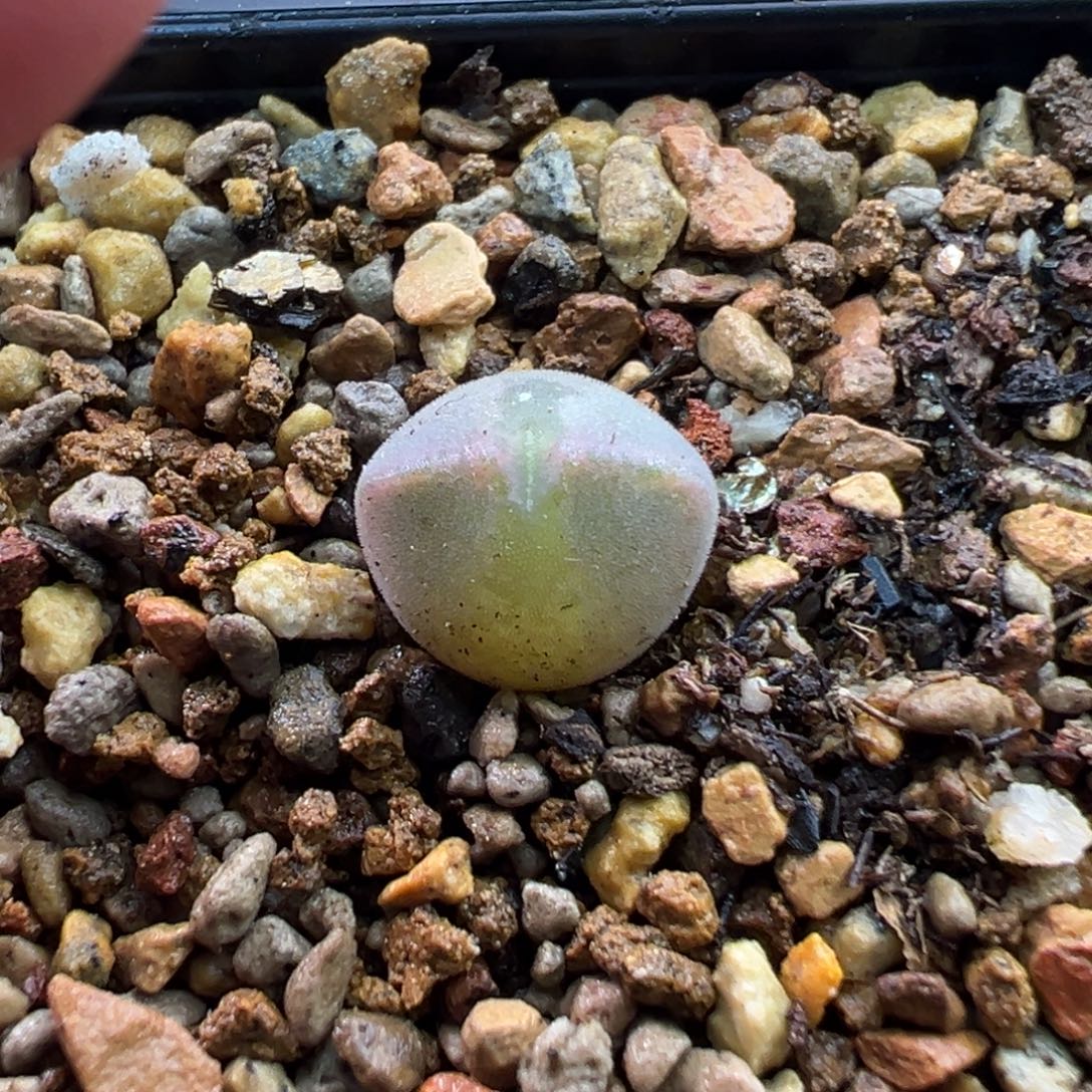 70多肉单头优选法猫耳空蝉一棵特