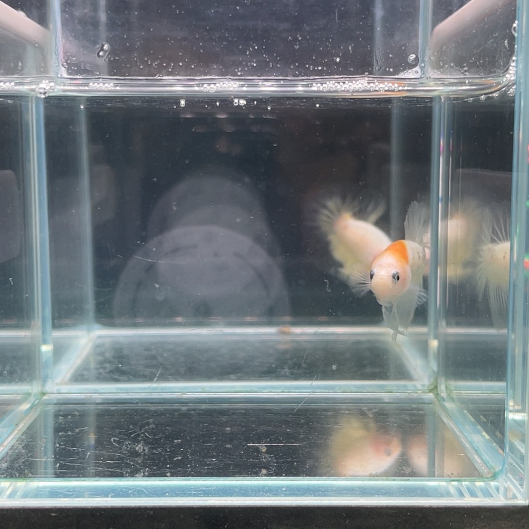 斗鱼印尼进口斗鱼koi