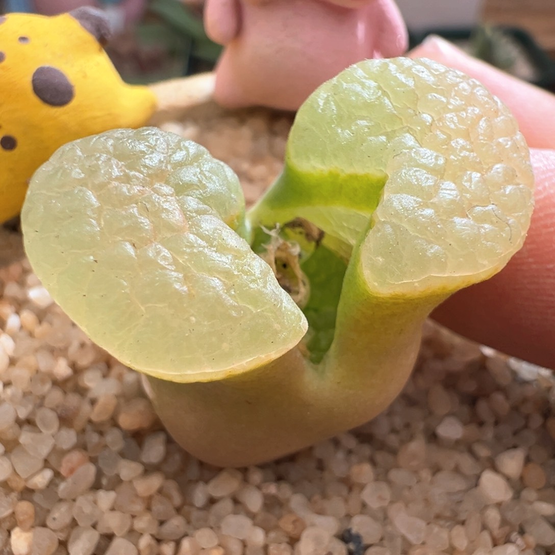 492。棚主自留1917雪花磁铁 超大母本