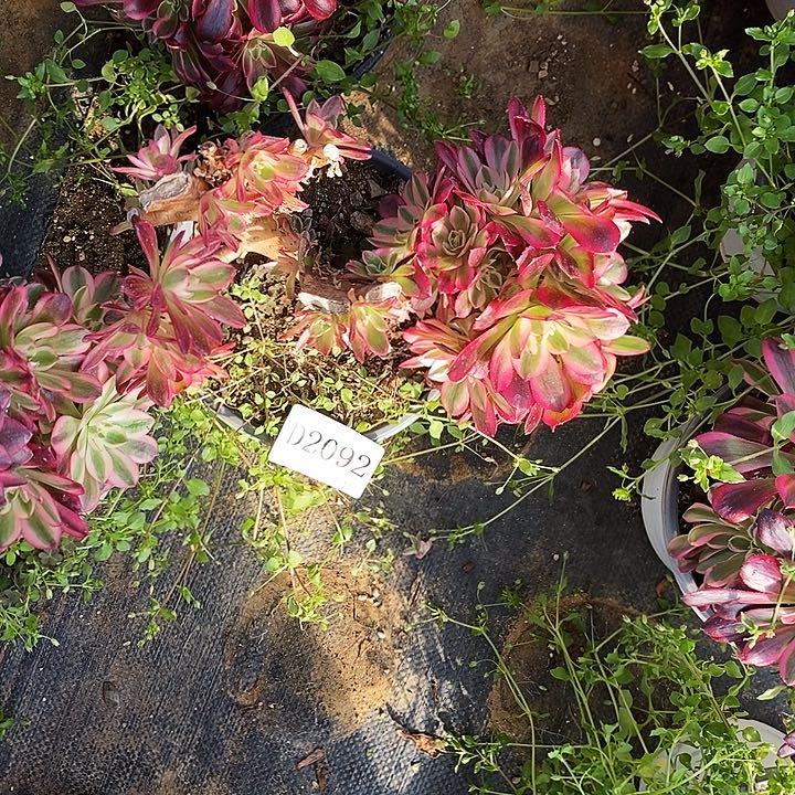 2092倾城多肉缀化底座无售后