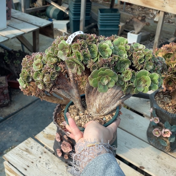 多肉葡萄和红富士等多种口味