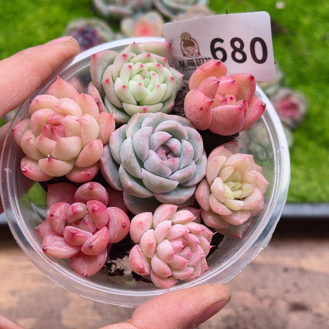 多肉植物多肉植物