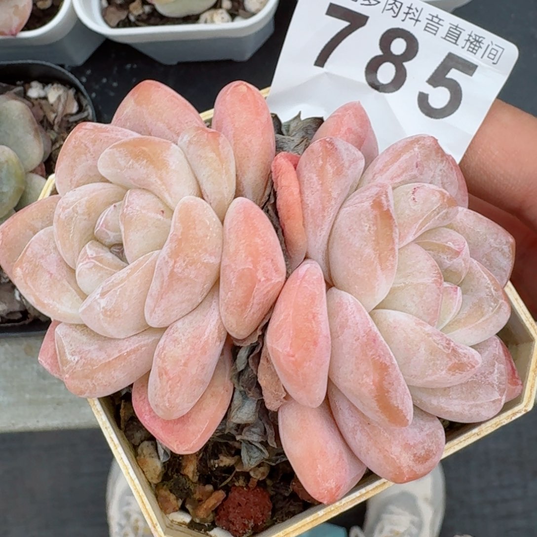 多肉植物开播福利捡漏