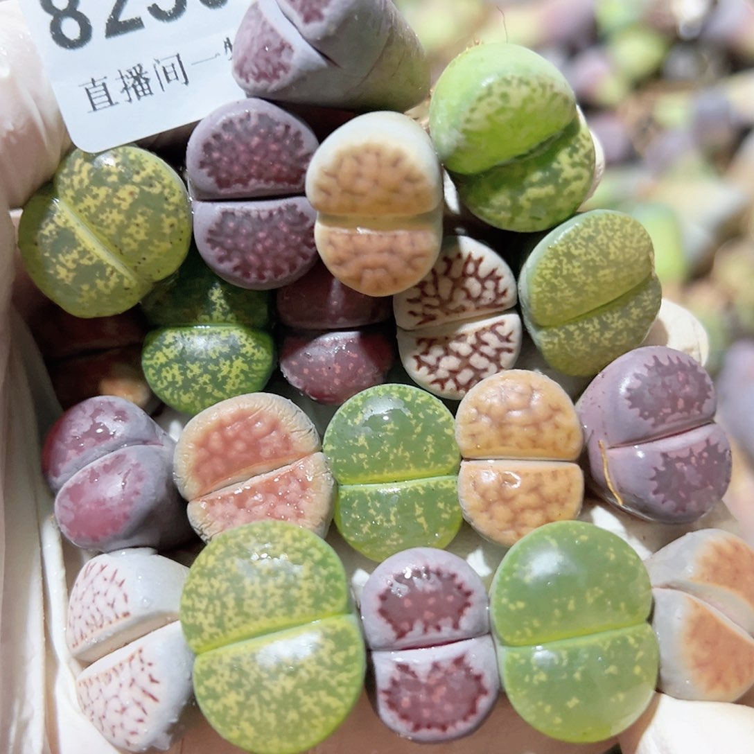 8259 好养易活生石花大母本20个1.5cm