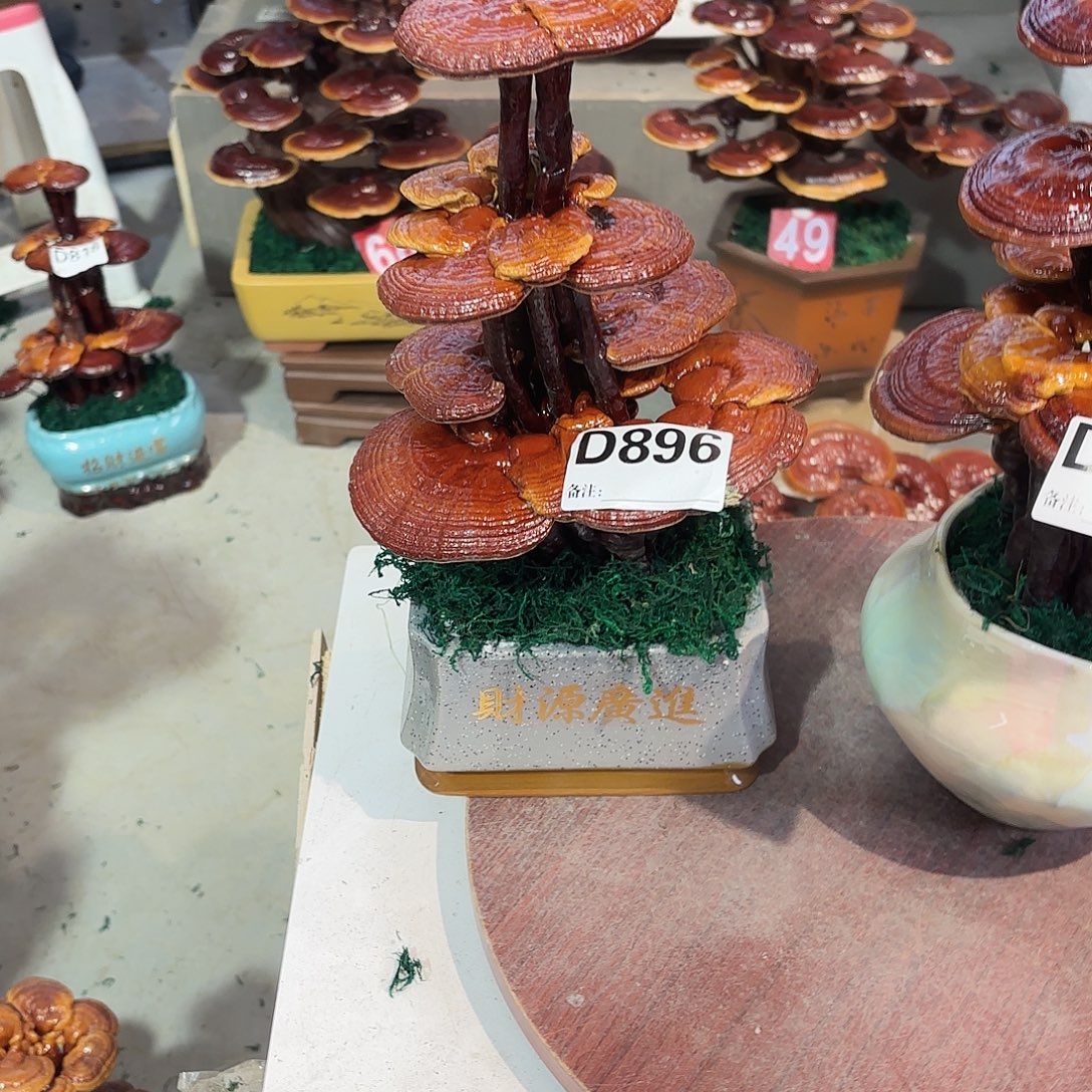 无花朵灵芝88888888888858858