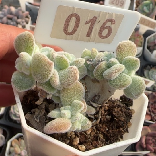 16雪晃星缀多肉植物多