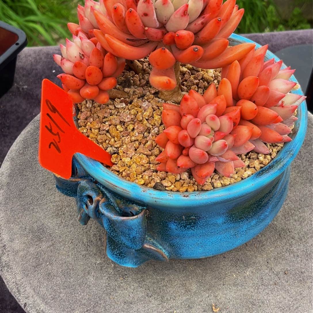 2519下午多肉植物群生