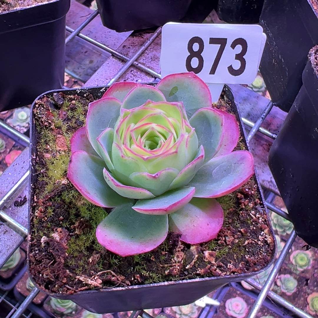 用****6墨雨补差价873山地玫瑰多肉