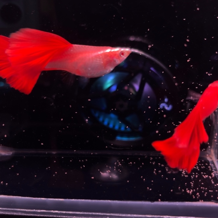 孔雀鱼精品血红大背1对
