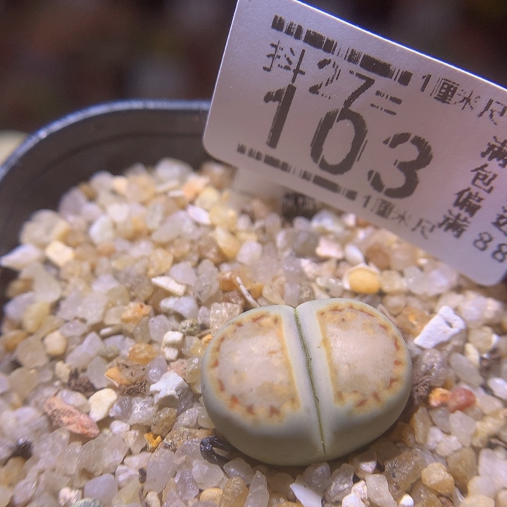 精品生石花27.103