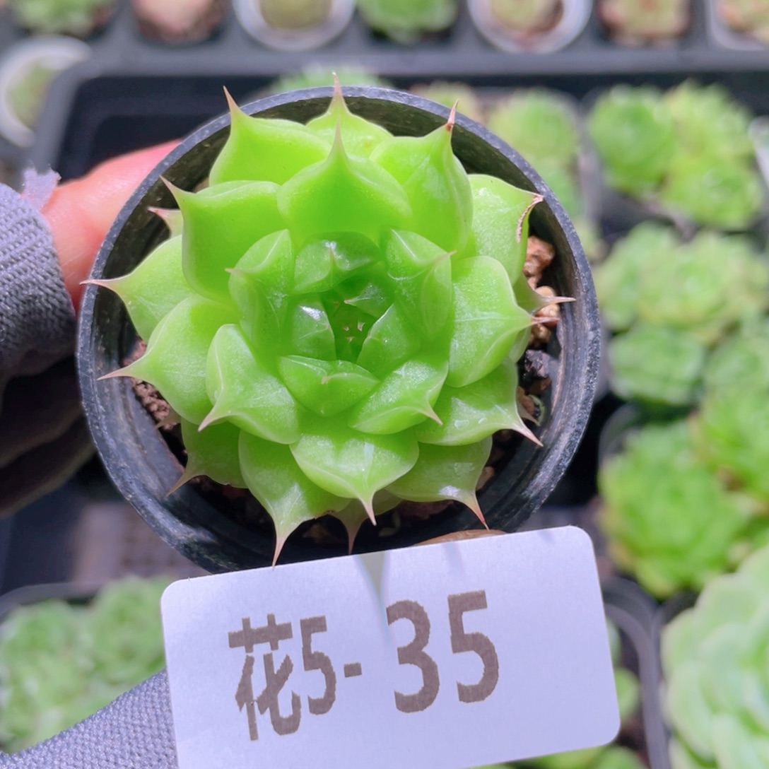 花利美 5-35海王 