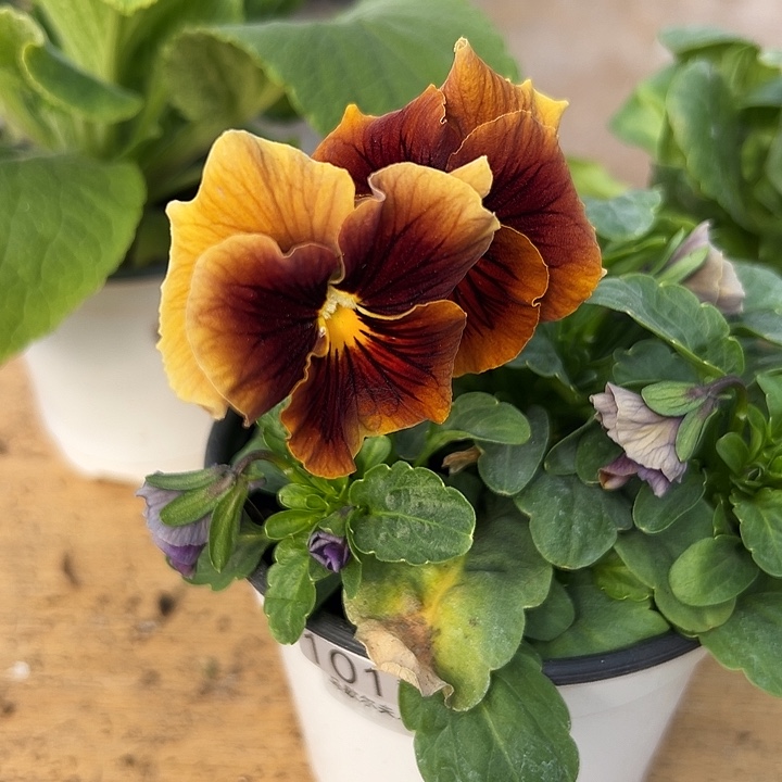 红陶抖音直播闪拍101