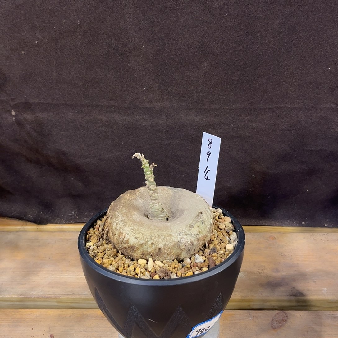 汤圆植物龙卵窟8914